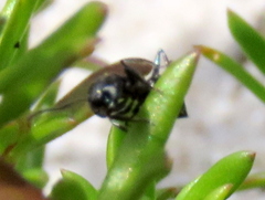 Crematogaster peringueyi