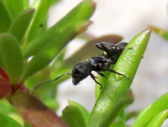 Crematogaster peringueyi
