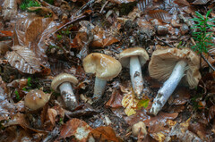 Cortinarius mucifluoides
