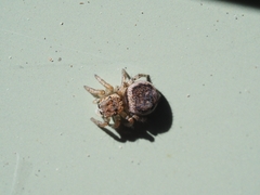 Maratus