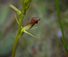 Cryptostylis ovata