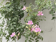 Podranea