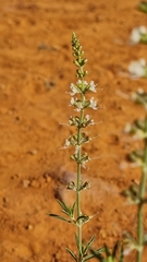 Ocimum angustifolium