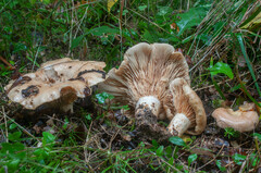 Lactarius acerrimus