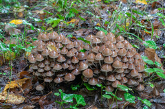 Britzelmayria multipedata