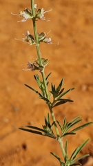 Ocimum angustifolium