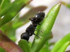 Crematogaster peringueyi