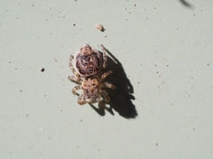 Maratus