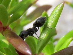 Crematogaster peringueyi