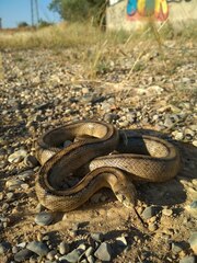 Zamenis scalaris