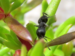 Crematogaster peringueyi