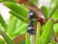 Crematogaster peringueyi