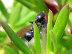 Crematogaster peringueyi