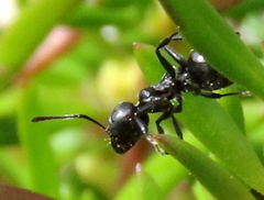 Crematogaster peringueyi