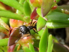 Crematogaster peringueyi