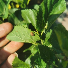 Henosepilachna vigintioctopunctata
