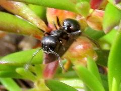 Crematogaster peringueyi
