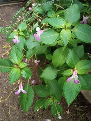 Impatiens balfourii