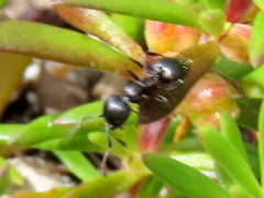 Crematogaster peringueyi