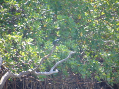 Chloroceryle amazona