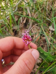 Grevillea quercifolia