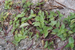 Tradescantieae