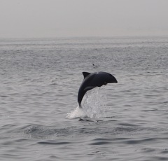 Cephalorhynchus heavisidii