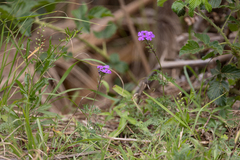 Glandularia aristigera