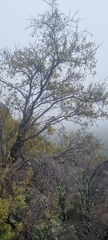 Sophora microphylla