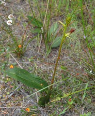 Cryptostylis ovata