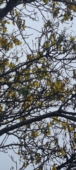Sophora microphylla