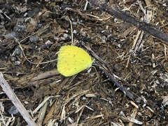 Eurema brigitta