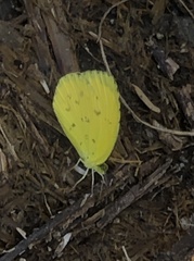 Eurema brigitta