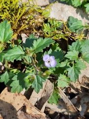 Veronica plebeia