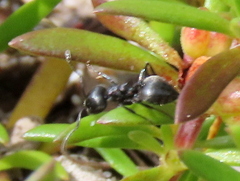 Crematogaster peringueyi