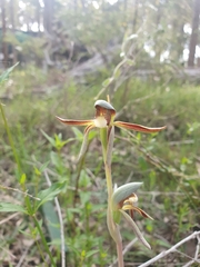 Lyperanthus serratus