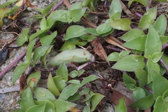 Tradescantieae