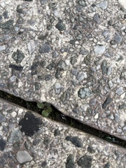 Protoparmeliopsis muralis