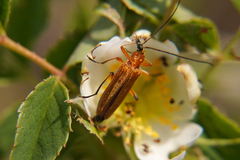 Oedemera podagrariae