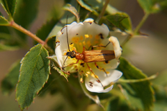 Oedemera podagrariae