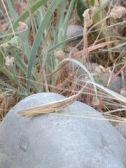 Brachycrotaphus tryxalicerus