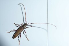 Eburida quadriguttata