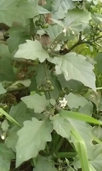 Solanum nigrum