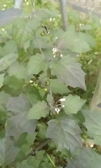 Solanum nigrum
