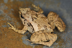 Microhyla