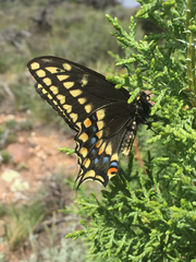 Papilio machaon bairdii