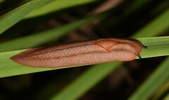 Triboniophorus graeffei