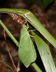 Cystosoma saundersii