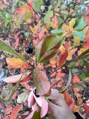 Aronia mitschurinii
