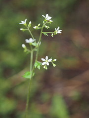 Boykinia occidentalis